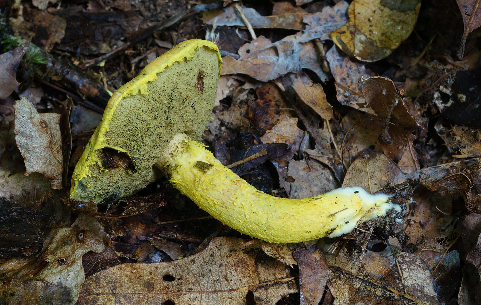 Image of Pulveroboletus