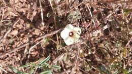 Imagem de Xenostegia tridentata (L.) D. F. Austin & Staples