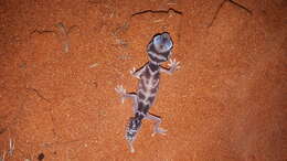 Image of Common Knob-tailed Lizard