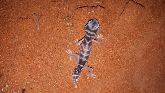 Image of Common Knob-tailed Lizard