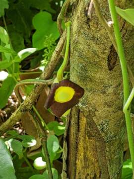 Image of Aristolochia shimadae Hayata