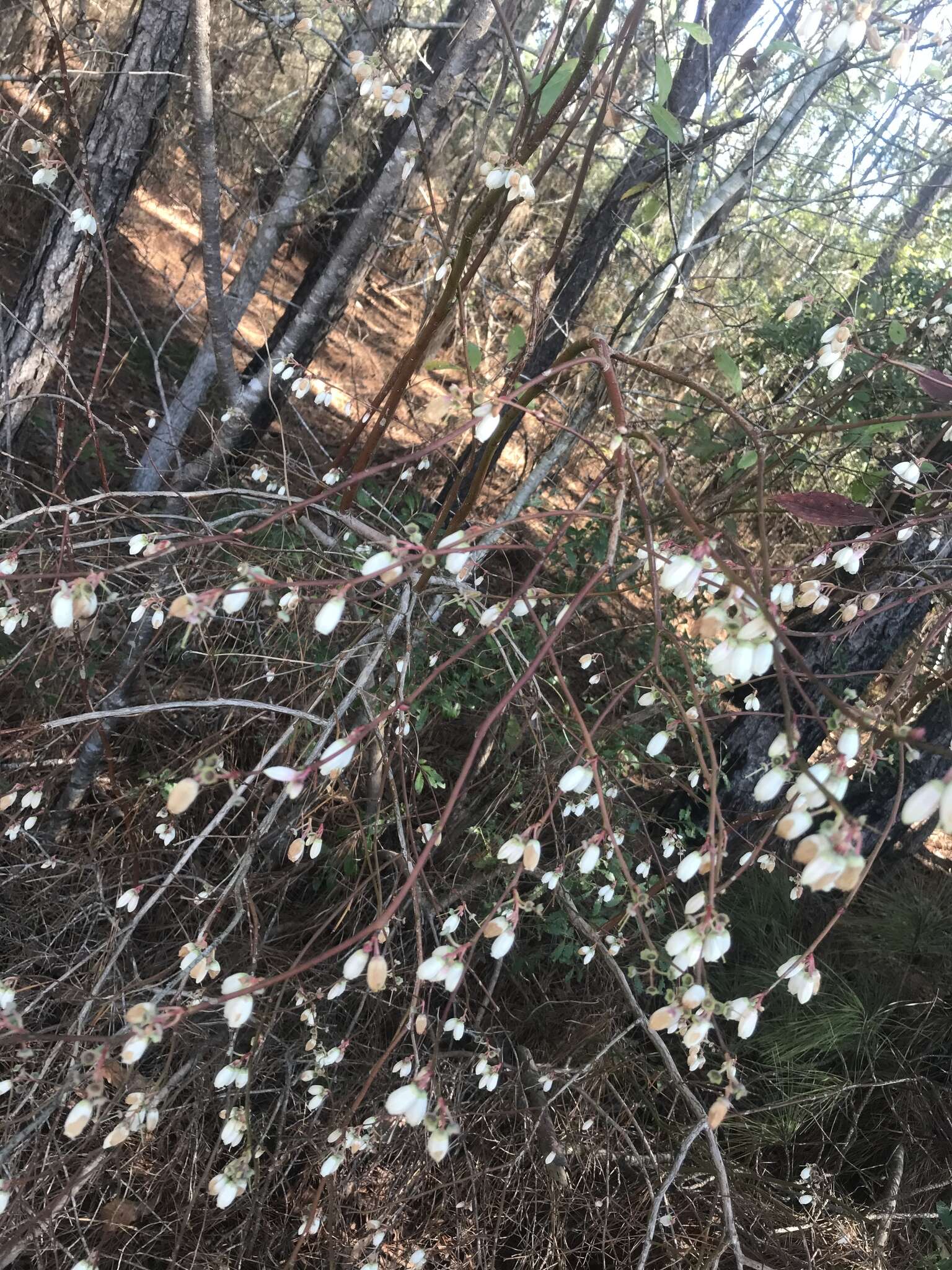 Sivun Vaccinium formosum Andr. kuva