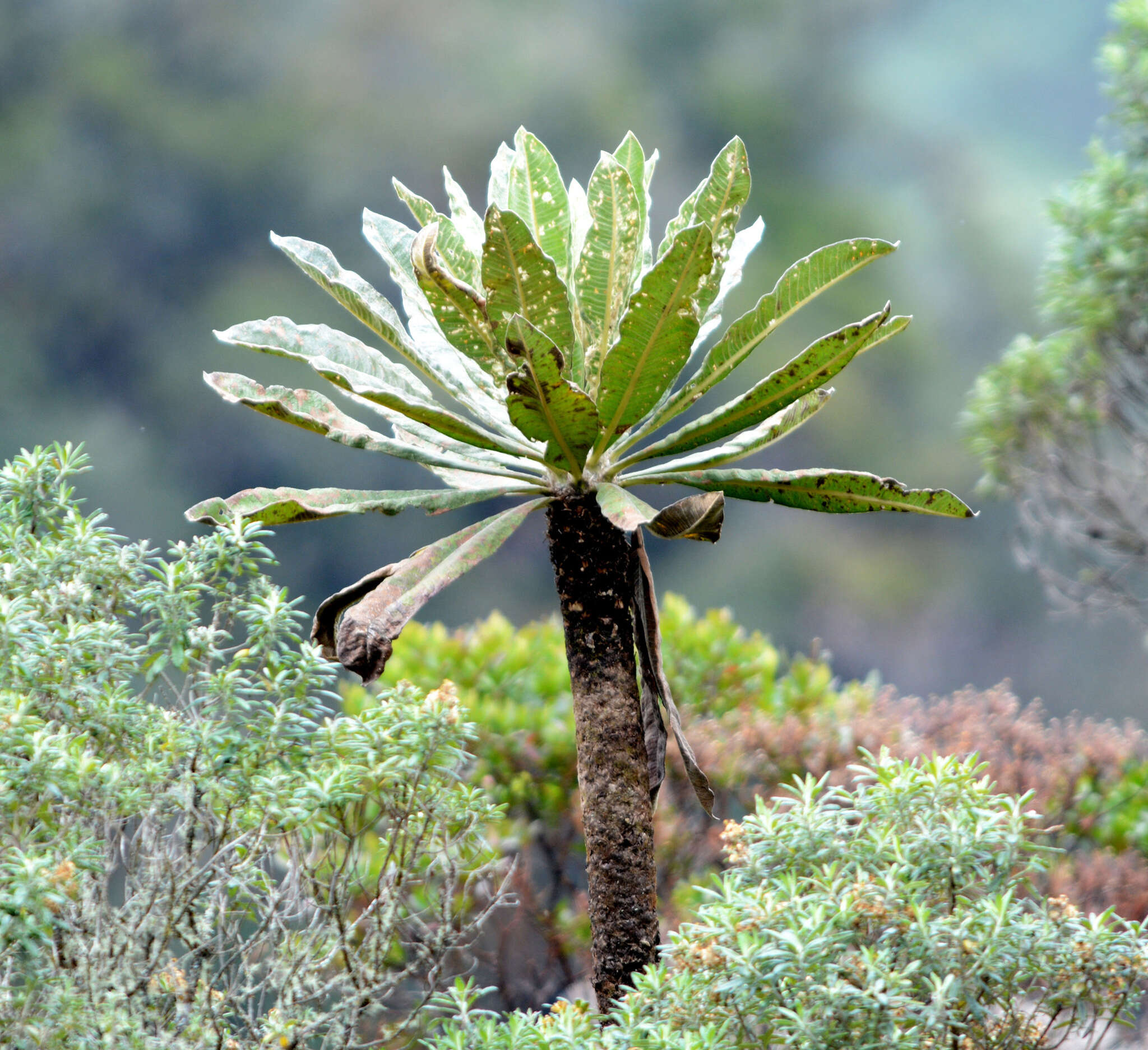 Image de Espeletia uribei Cuatrec.