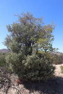 Sivun Cupressus arizonica var. glabra (Sudw.) Little kuva