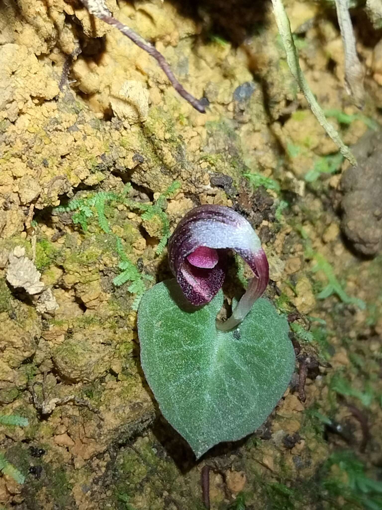 Image of Corybas abellianus Dockrill