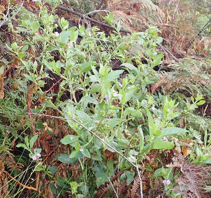 Image of Teedia lucida (Soland.) Rudolphi