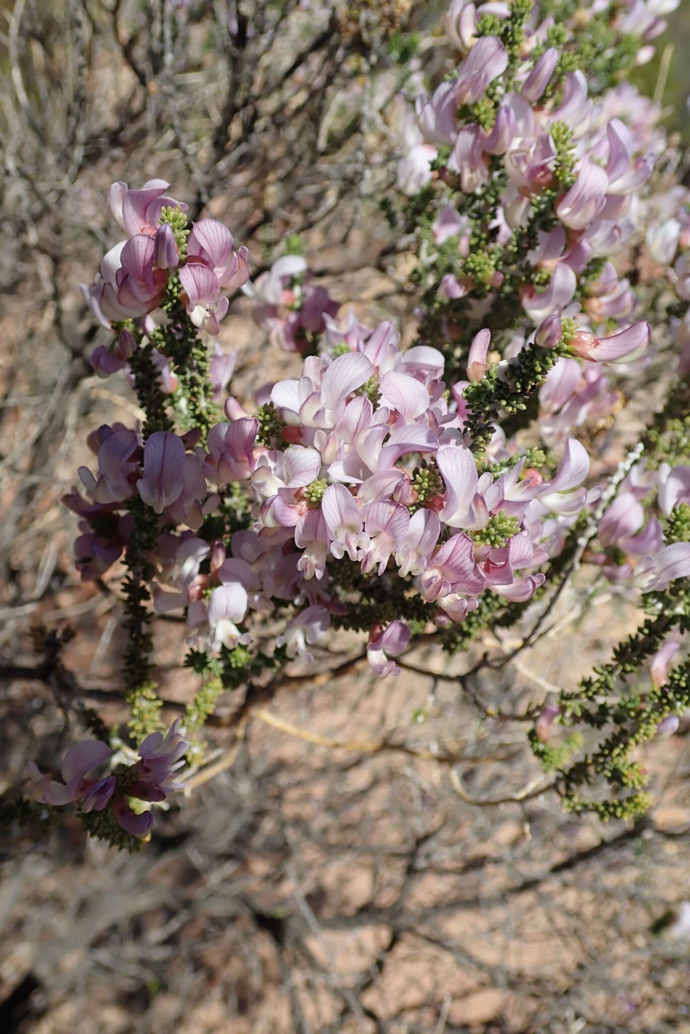 Слика од Aspalathus costulata Benth.