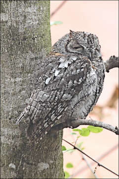 Image of African Scops Owl