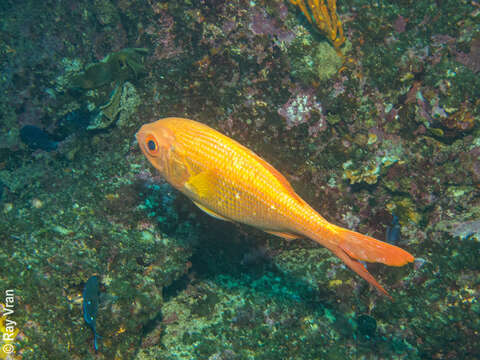 Image of Eastern nannygai