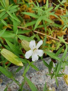 Image of Silene procumbens Murr.