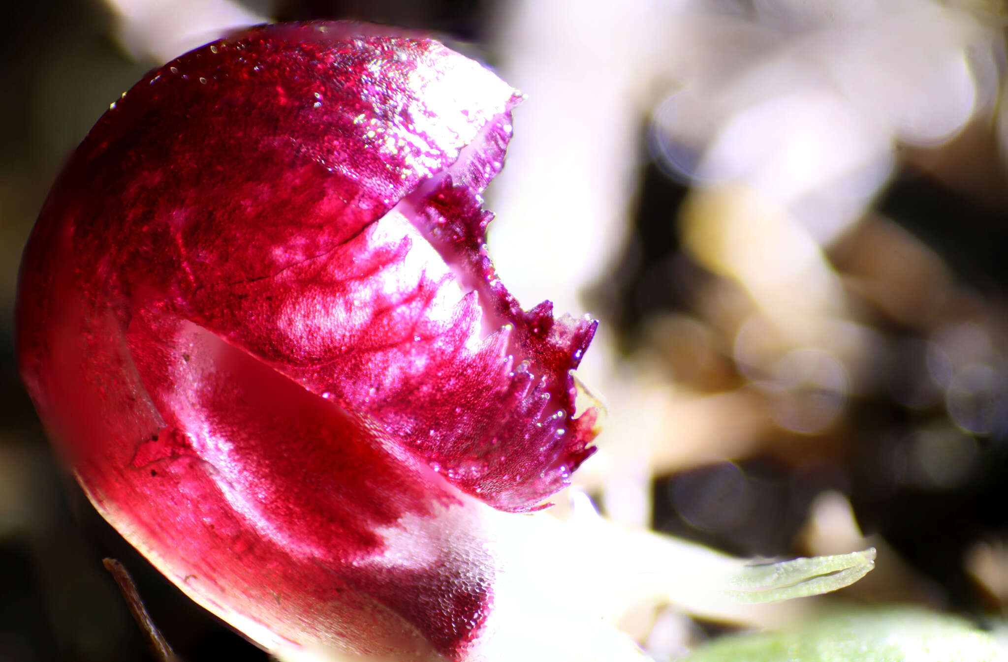 Plancia ëd Corybas recurvus D. L. Jones