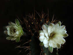 Image of Gymnocalycium anisitsii (K. Schum.) Britton & Rose