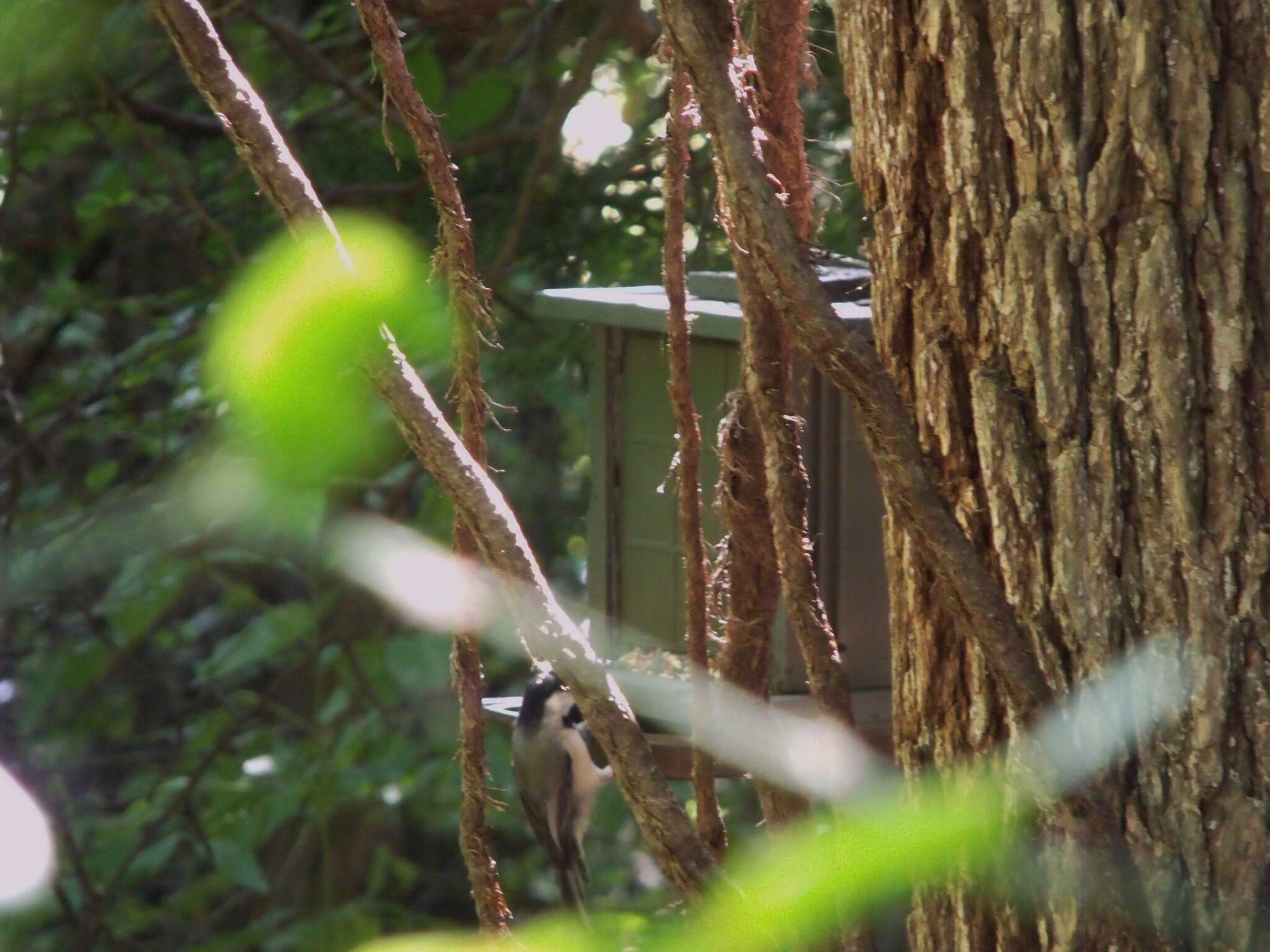 Image of Carolina Chickadee