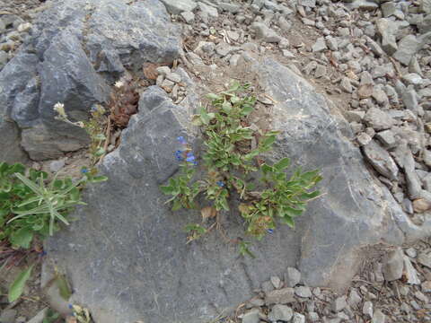 Image of low beardtongue