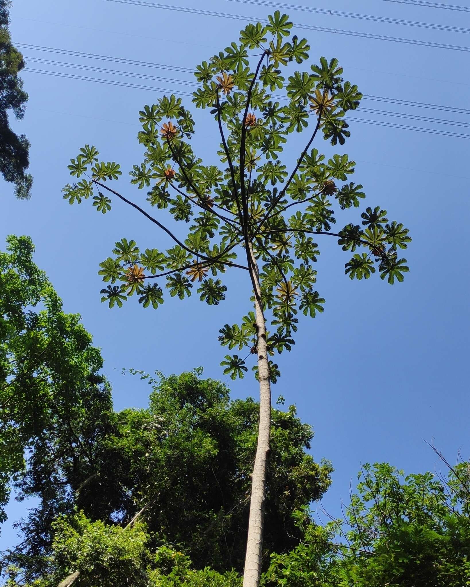 Image of Cecropia glaziovii Snethlage