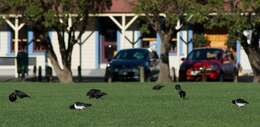 Image of South Island Oystercatcher