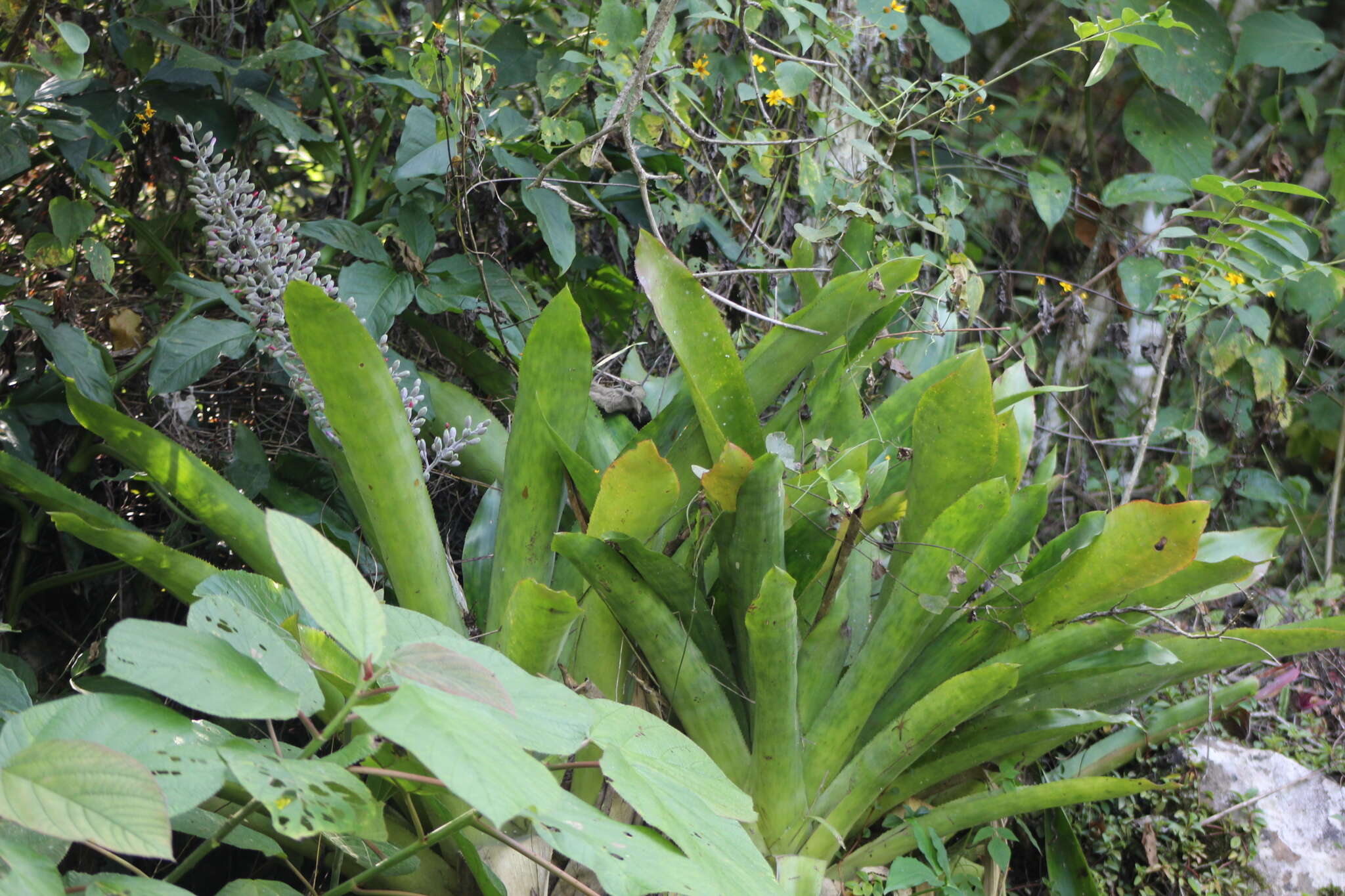 Sivun Aechmea mexicana Baker kuva