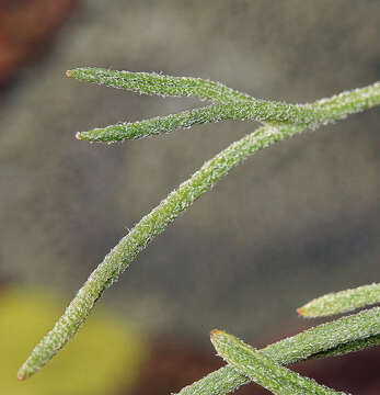 Image of Cooper's rubberweed