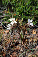 Image of Tritonia flabellifolia var. flabellifolia