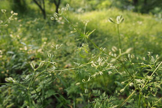 Image of rough hedgeparsley