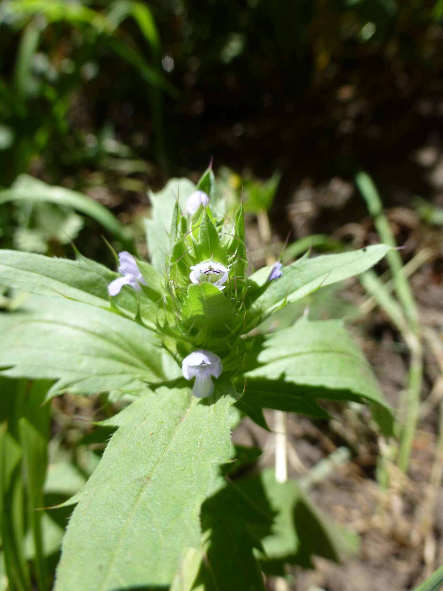 Image de dracocéphale à petite fleur