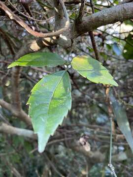 Image of Tetrastigma hemsleyanum Diels & Gilg