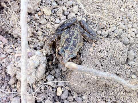 Image of Rosy Ground Frog