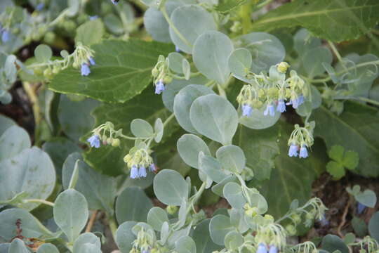 Image de Mertensia maritima subsp. maritima