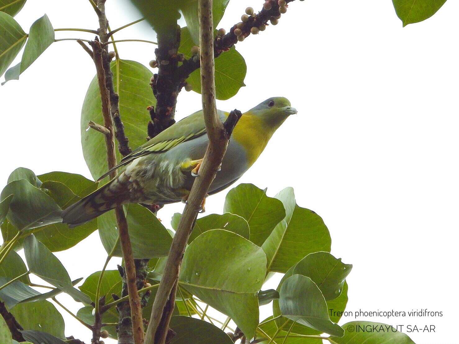 Image of Treron phoenicopterus viridifrons Blyth 1846