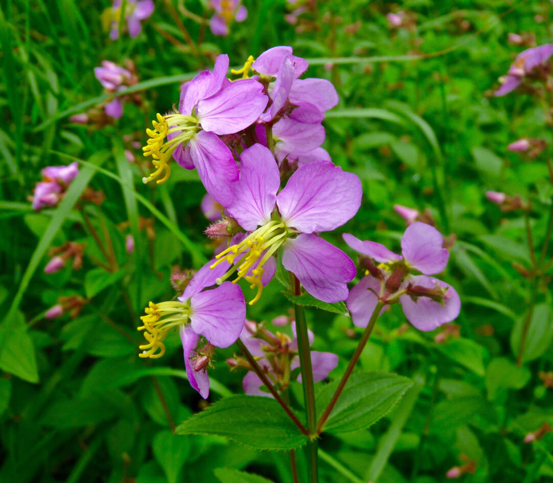 Imagem de Rhexia virginica L.