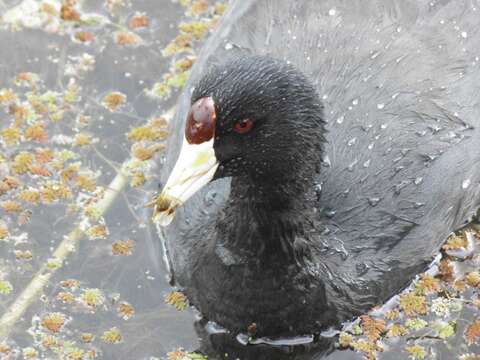 Image of Fulica americana columbiana Chapman 1914