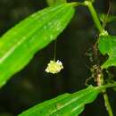 Image of Pilea angustifolia Killip