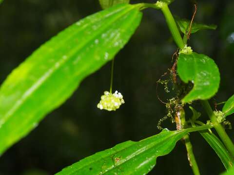 Pilea angustifolia Killip的圖片