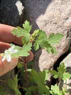 Image of Huachuca Mountain geranium