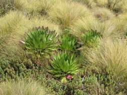 صورة Lobelia gregoriana subsp. gregoriana