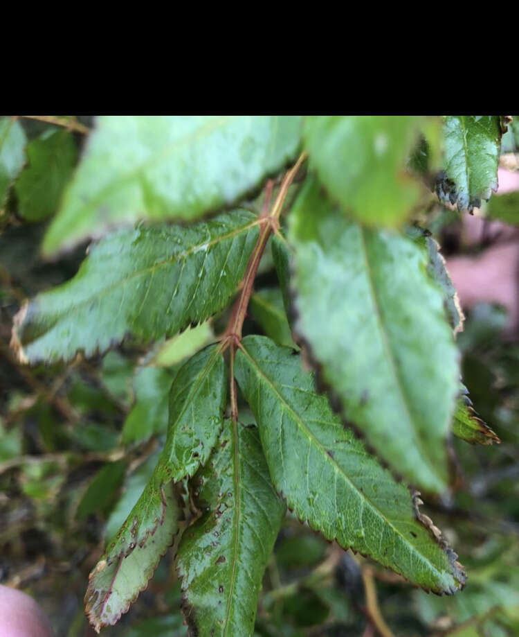 Plancia ëd Rosa virginiana J. Herrmann