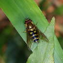 Image of Syrphus phaeostigma Wiedemann 1830