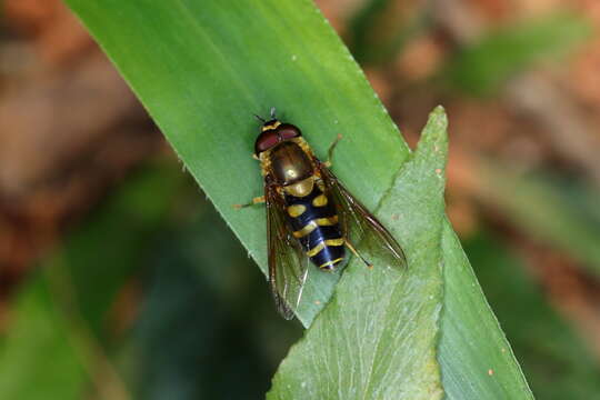 Imagem de Syrphus phaeostigma Wiedemann 1830