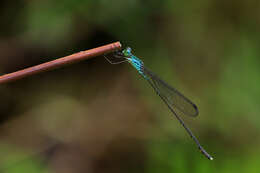 Image of Indolestes vitiensis (Tillyard 1924)