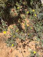 Image of whitestem blazingstar