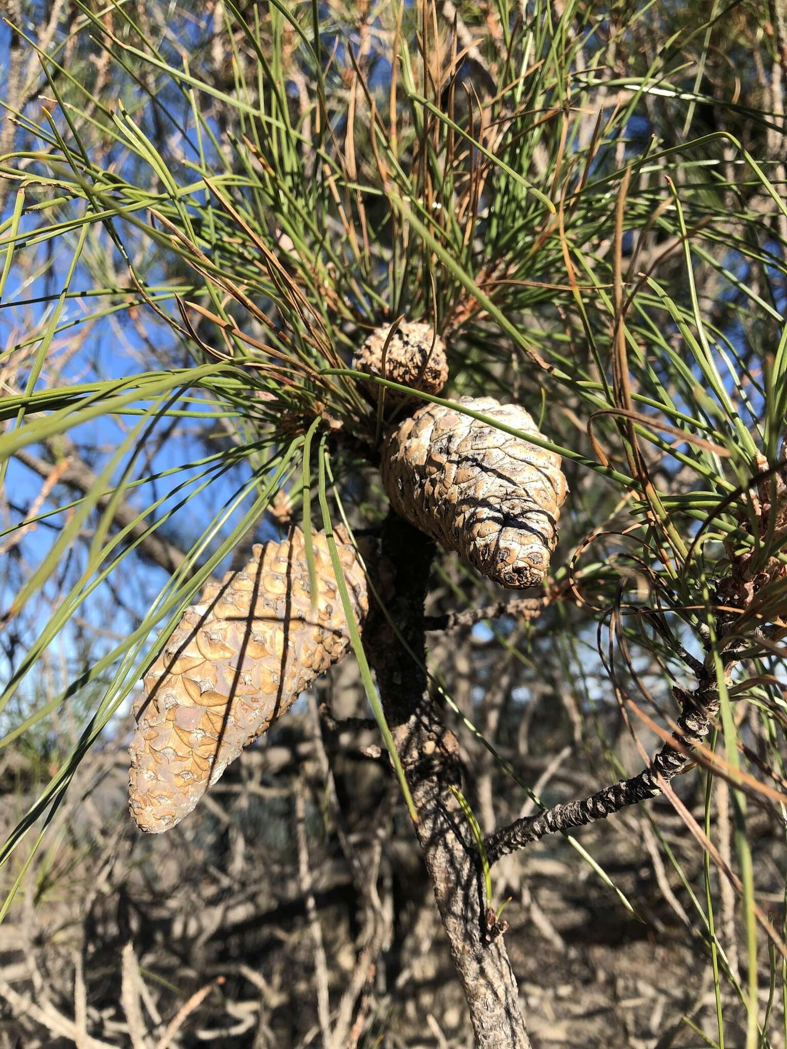 Imagem de Pinus attenuata Lemmon