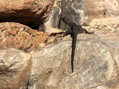 Image of False girdled lizards