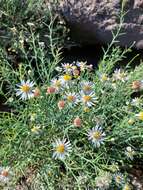 Plancia ëd Chloracantha spinosissima (Brandegee) Nesom