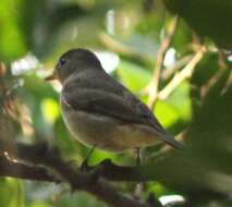 Image of Rusty-tailed Flycatcher