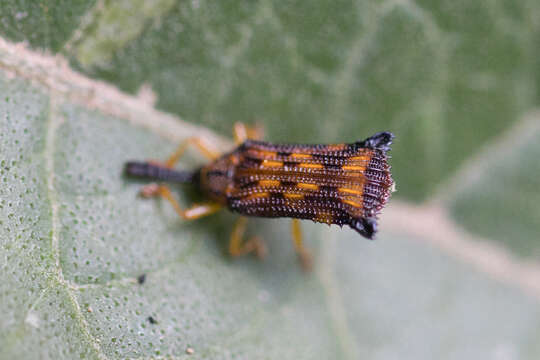 Image of Probaenia grayi (Baly 1865)