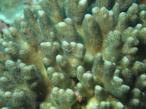 Image of Stylophora coral