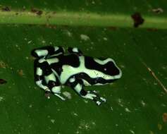 Image of Gold Arrow-poison Frog