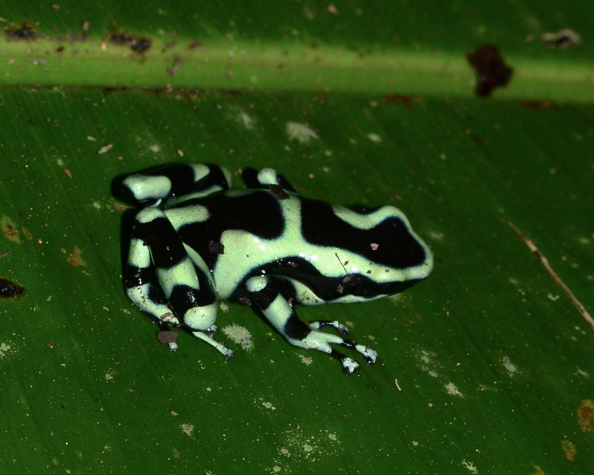 Image of Gold Arrow-poison Frog