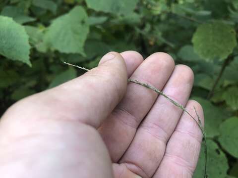 Imagem de Muhlenbergia sobolifera (Muhl. ex Willd.) Trin.