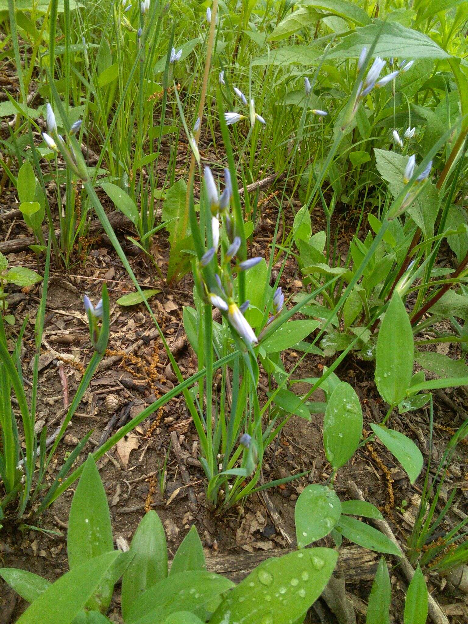 Sisyrinchium campestre E. P. Bicknell的圖片